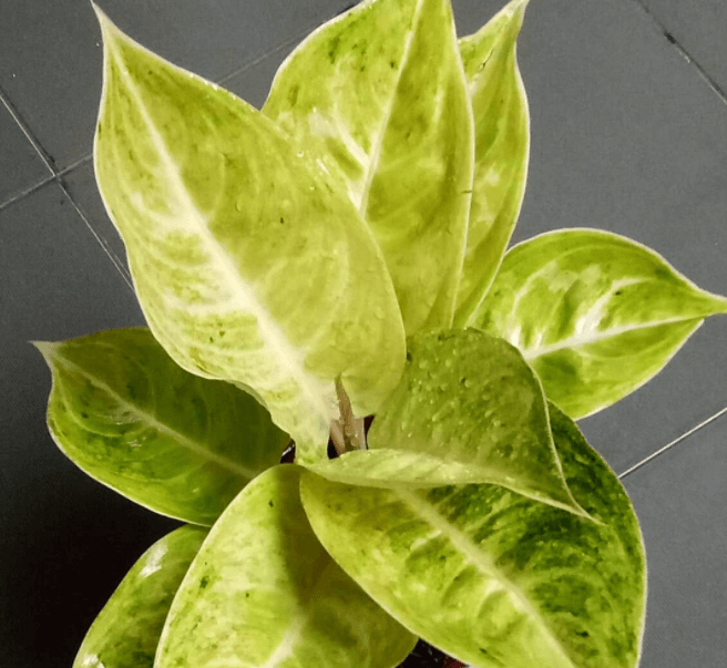 9 Jenis Aglonema Yang Banyak Dicari dan Harganya jenis aglonema claudia - herbatani.com