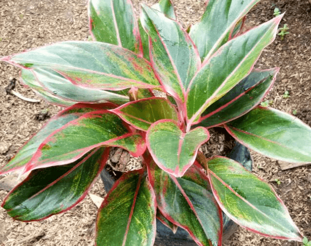 9 Jenis Aglonema Yang Banyak Dicari dan Harganya jenis aglonema lipstik herbatani.com