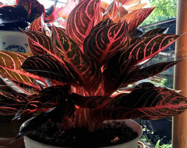 9 Jenis Aglonema Yang Banyak Dicari dan Harganya jenis aglonema pride of sumatra - herbatani.com