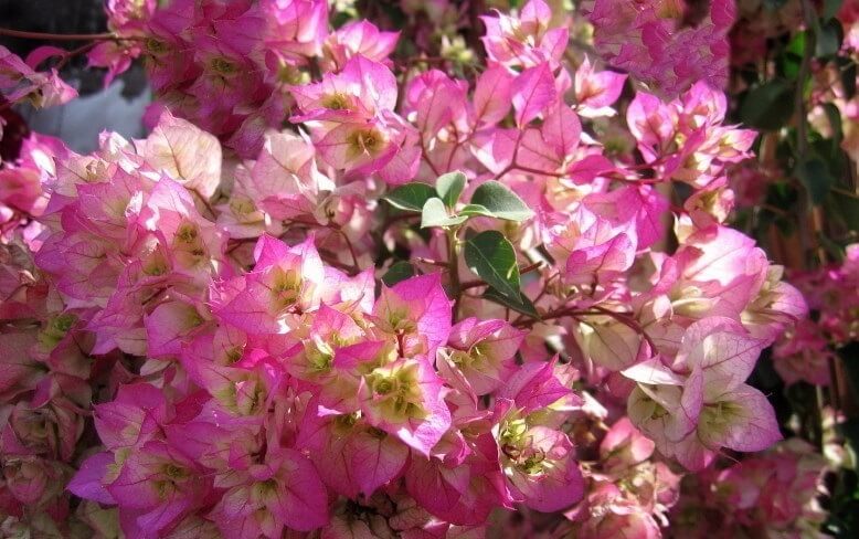 8 Jenis Bunga Bougenville  Herbatani Blog Pertanian Dan 