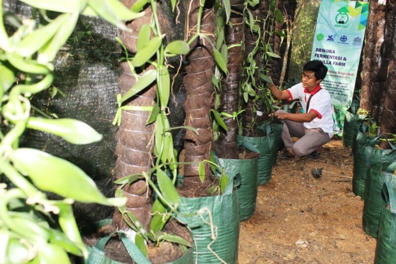5 LANGKAH BUDIDAYA VANILI 5 LANGKAH BUDIDAYA VANILI