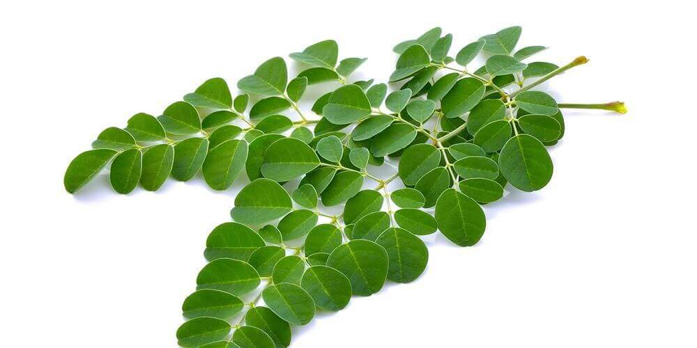 7 Tanaman Herbal untuk Meningkatkan Imunitas yang Mudah Didapatkan 7 Tanaman Herbal untuk Meningkatkan Imunitas yang Mudah Didapatkan