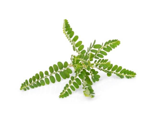 7 Tanaman Herbal untuk Meningkatkan Imunitas yang Mudah Didapatkan 7 Tanaman Herbal untuk Meningkatkan Imunitas yang Mudah Didapatkan