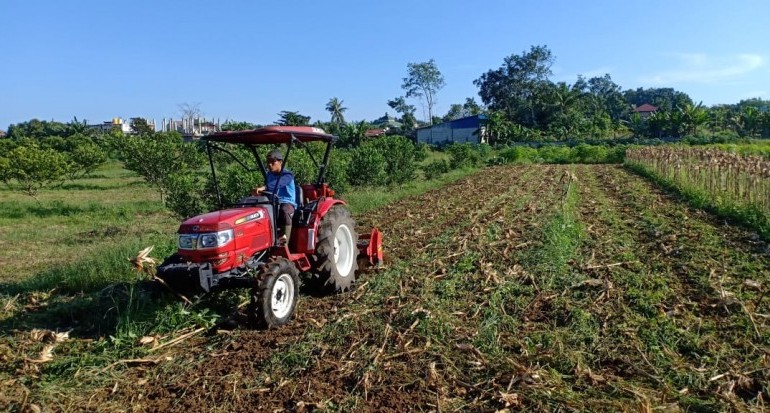 8 Cara Menanam Jagung Manis Dengan Mudah Dan Menguntungkan - Herbatani